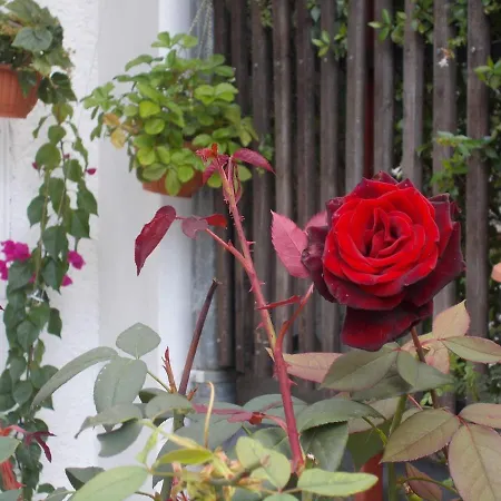 Apartman Dragana Fap 2+2 Oazis Near The *